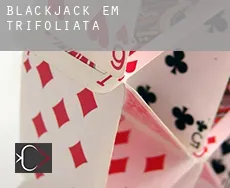 Blackjack em  Trifoliata